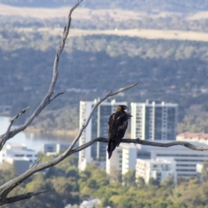 Aquila audax at Cook, ACT - 24 Feb 2023