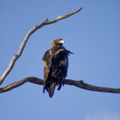 Aquila audax at Cook, ACT - 24 Feb 2023