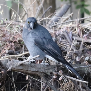 Strepera graculina at Holt, ACT - 24 Feb 2023