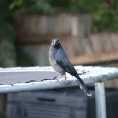 Strepera graculina at Holt, ACT - 24 Feb 2023