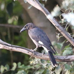 Strepera graculina at Holt, ACT - 24 Feb 2023