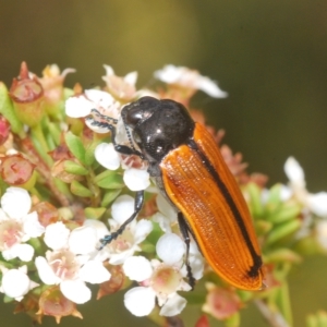 Castiarina rufipennis at Tinderry, NSW - suppressed