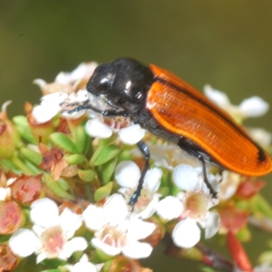 Castiarina rufipennis at Tinderry, NSW - 23 Feb 2023