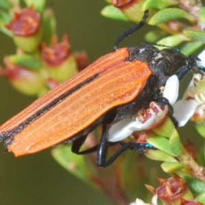 Castiarina nasuta at Tinderry, NSW - 23 Feb 2023