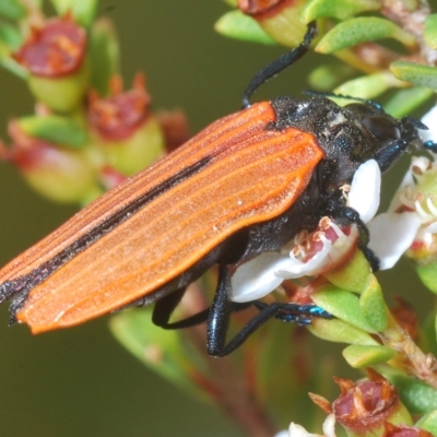 Castiarina nasuta (A jewel beetle) at Tinderry, NSW - 23 Feb 2023 by Harrisi