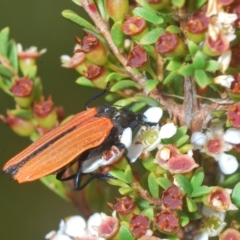 Castiarina nasuta at Tinderry, NSW - 23 Feb 2023