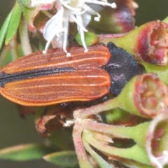 Castiarina erythroptera (Lycid Mimic Jewel Beetle) at Tinderry, NSW - 23 Feb 2023 by Harrisi