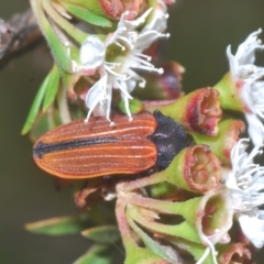 Castiarina erythroptera at Tinderry, NSW - suppressed