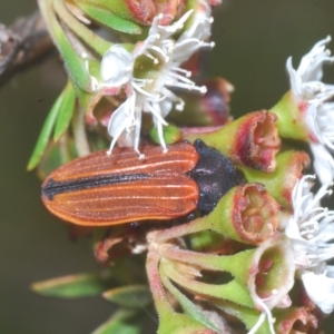 Castiarina erythroptera at Tinderry, NSW - suppressed