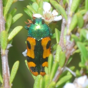 Castiarina scalaris at Tinderry, NSW - 23 Feb 2023