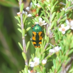 Castiarina scalaris at Tinderry, NSW - 23 Feb 2023