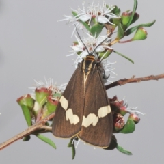 Nyctemera amicus (Senecio Moth, Magpie Moth, Cineraria Moth) at Tinderry, NSW - 23 Feb 2023 by Harrisi