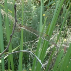 Austrolestes analis (Slender Ringtail) at Belconnen, ACT - 17 Feb 2023 by JohnGiacon