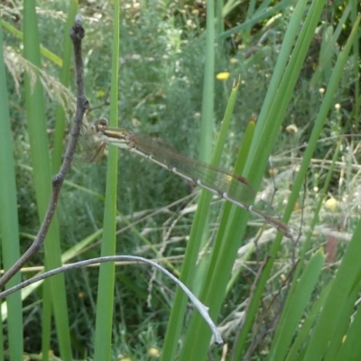 Austrolestes analis (Slender Ringtail) at Flea Bog Flat to Emu Creek Corridor - 17 Feb 2023 by JohnGiacon