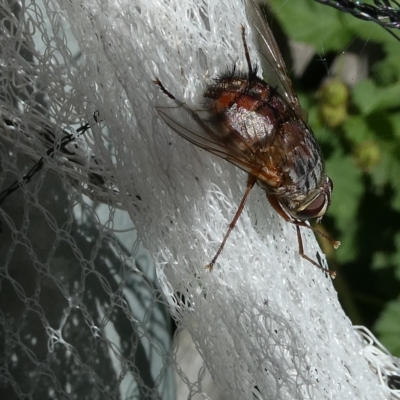 Rutilia sp. (genus) (A Rutilia bristle fly, subgenus unknown) at Emu Creek - 22 Feb 2023 by JohnGiacon