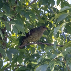 Ptilonorhynchus violaceus at Jerrabomberra, NSW - suppressed