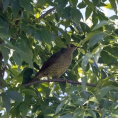 Ptilonorhynchus violaceus at Jerrabomberra, NSW - suppressed