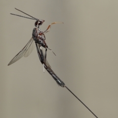 Unidentified Parasitic wasp (numerous families) at Wellington Point, QLD - 21 Feb 2023 by TimL