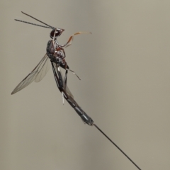 Unidentified Parasitic wasp (numerous families) (TBC) at Wellington Point, QLD - 21 Feb 2023 by TimL