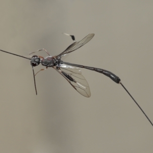Gasteruptiidae (Family) at suppressed - suppressed