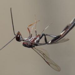 Gasteruptiidae (Family) at suppressed - suppressed