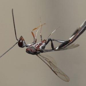 Gasteruptiidae (Family) at suppressed - suppressed