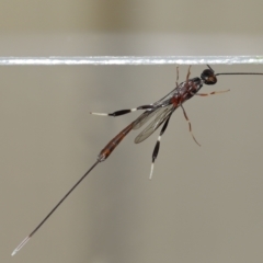Gasteruptiidae (Family) at suppressed - suppressed