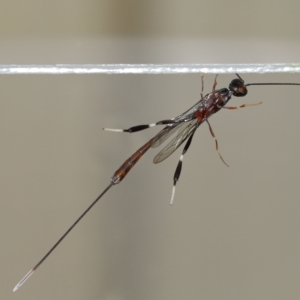Gasteruptiidae (Family) at suppressed - suppressed