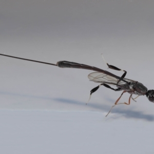 Gasteruptiidae (Family) at suppressed - suppressed
