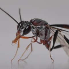 Unidentified Parasitic wasp (numerous families) (TBC) at Wellington Point, QLD - 21 Feb 2023 by TimL