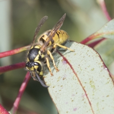Vespula germanica (European Wasp, German Yellowjacket Wasp) at Weetangera, ACT - 24 Feb 2023 by AlisonMilton