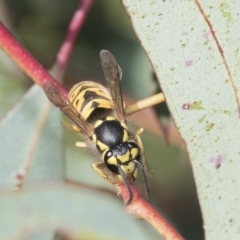 Vespula germanica at Weetangera, ACT - 24 Feb 2023 08:06 AM