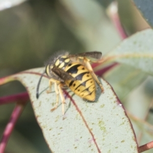 Vespula germanica at Weetangera, ACT - 24 Feb 2023 08:06 AM