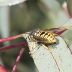 Vespula germanica at Weetangera, ACT - 24 Feb 2023 08:06 AM