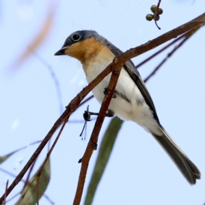 Myiagra rubecula at Weetangera, ACT - 24 Feb 2023