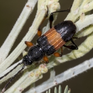 Obrida fascialis at Weetangera, ACT - 24 Feb 2023