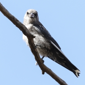 Artamus cyanopterus at Weetangera, ACT - 24 Feb 2023