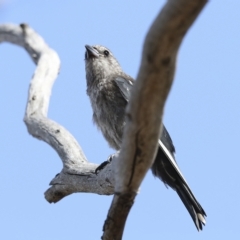 Artamus cyanopterus at Weetangera, ACT - 24 Feb 2023