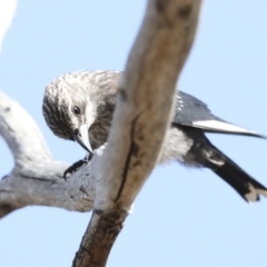 Artamus cyanopterus at Weetangera, ACT - 24 Feb 2023