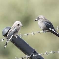 Artamus cyanopterus at Weetangera, ACT - 24 Feb 2023