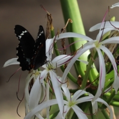 Papilio aegeus (Orchard Swallowtail, Large Citrus Butterfly) at Acton, ACT - 23 Feb 2023 by Tammy