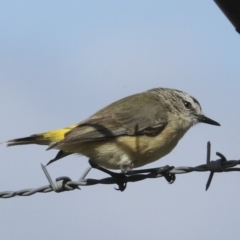 Acanthiza chrysorrhoa (Yellow-rumped Thornbill) at Weetangera, ACT - 23 Feb 2023 by AlisonMilton