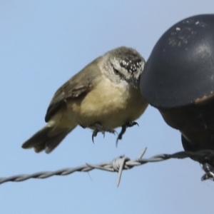 Acanthiza chrysorrhoa at Weetangera, ACT - 24 Feb 2023