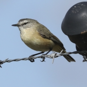 Acanthiza chrysorrhoa at Weetangera, ACT - 24 Feb 2023