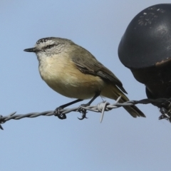 Acanthiza chrysorrhoa at Weetangera, ACT - 24 Feb 2023