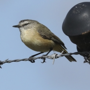 Acanthiza chrysorrhoa at Weetangera, ACT - 24 Feb 2023