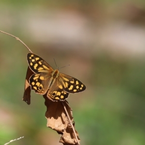 Heteronympha paradelpha at Acton, ACT - 24 Feb 2023