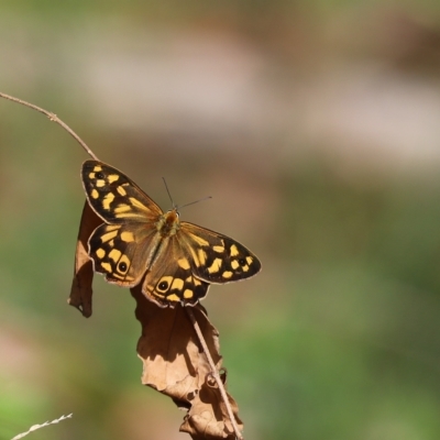 Heteronympha paradelpha (Spotted Brown) at ANBG - 24 Feb 2023 by Tammy