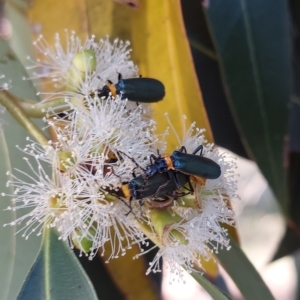 Chauliognathus lugubris at Wirlinga, NSW - 25 Feb 2023