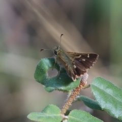 Dispar compacta (Barred Skipper) at Cook, ACT - 24 Feb 2023 by Tammy